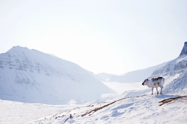 Rentiere in der Winterlandschaft — Stockfoto