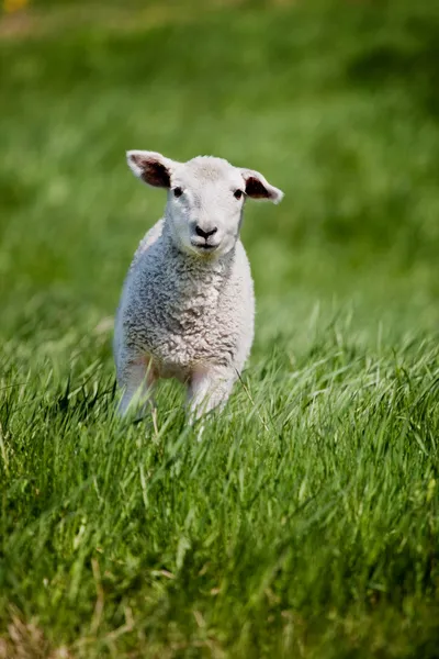 Запуск овець — стокове фото