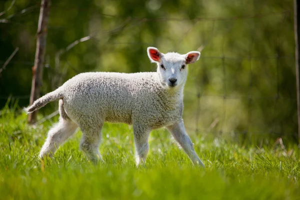 Owieczka wiosna — Zdjęcie stockowe