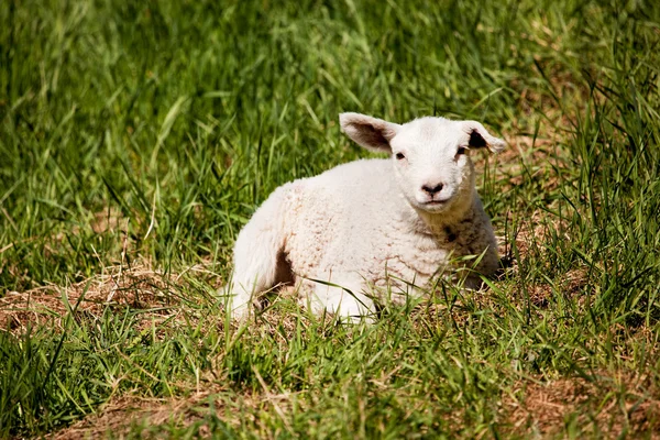 Resting Sheep — Stock Photo, Image