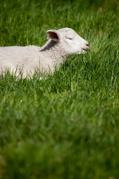 Sorriso di agnello — Foto Stock