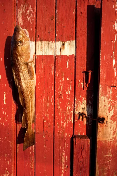 Balık — Stok fotoğraf