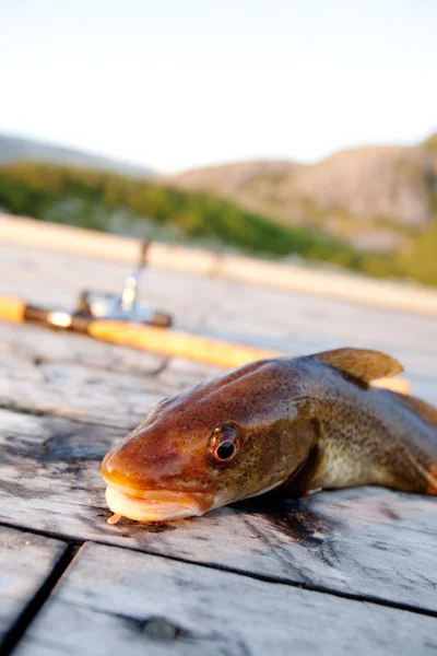 Taze morina balığı — Stok fotoğraf