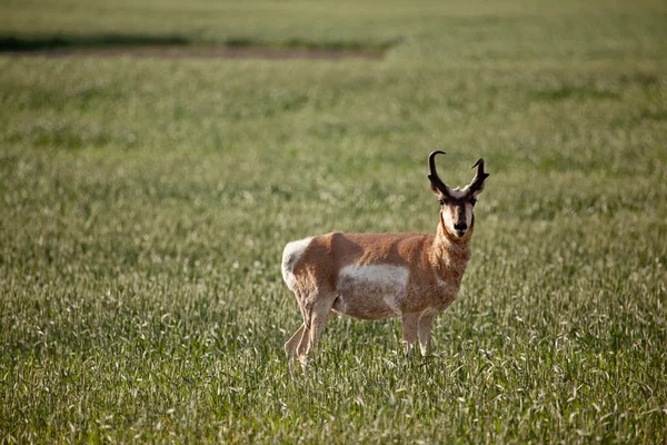 Pronghorn antilop — Stok fotoğraf