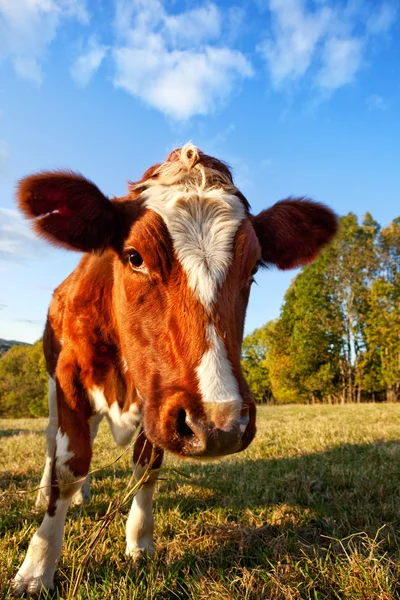 Kuriozity kráva — Stock fotografie