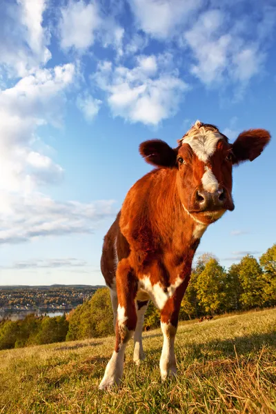 Αστεία αγελάδα — Φωτογραφία Αρχείου