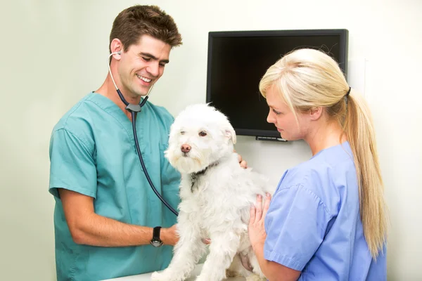 Check-up veterinario — Foto Stock