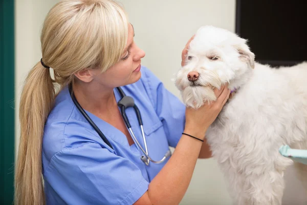 Kvinnlig veterinär undersöker hund — Stockfoto