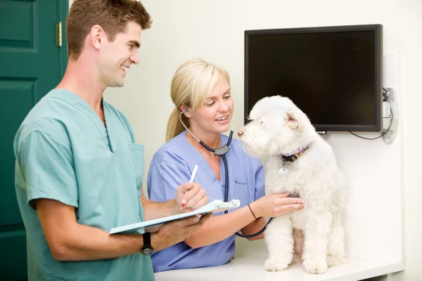 Hond dierenarts check-up — Stockfoto
