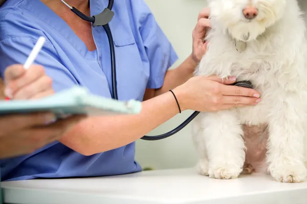 Собачий ветеринарный контроль — стоковое фото