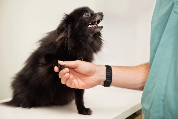 Ветеринар осматривает собачью лапу — стоковое фото