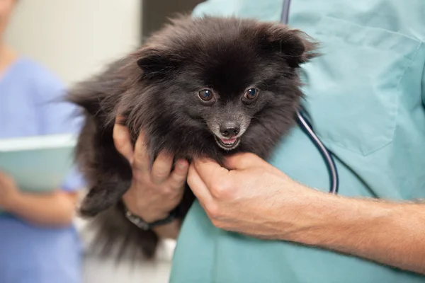 Eläinlääkäri tutkii söpö pieni koira — kuvapankkivalokuva