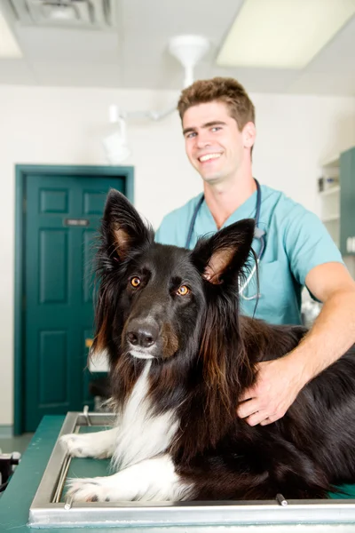 Stor hund på små animcal klinik — Stockfoto