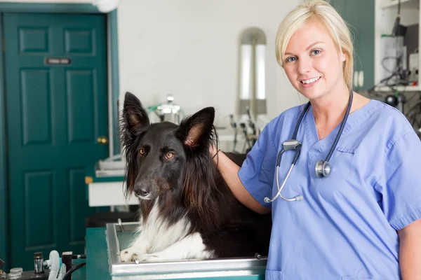 Hund hos veterinären — Stockfoto