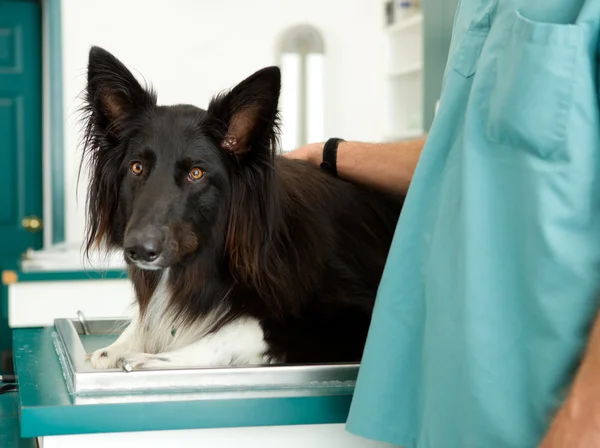 Stor hund på veterinär klinik — Stockfoto