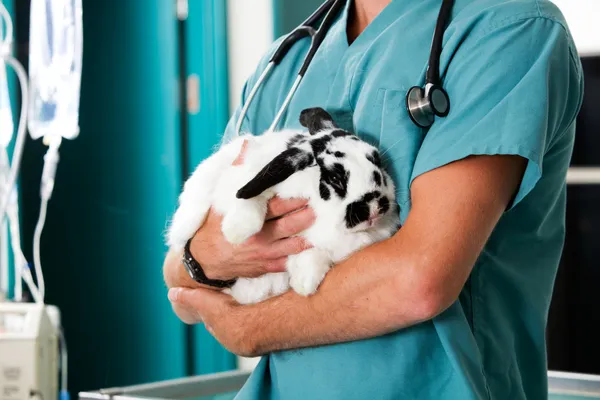 Кролик в клініці ветеринара — стокове фото