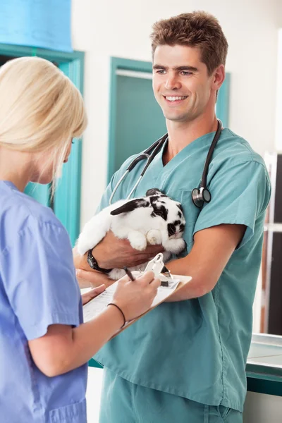 En kanin hos veterinären med en check-up — Stockfoto