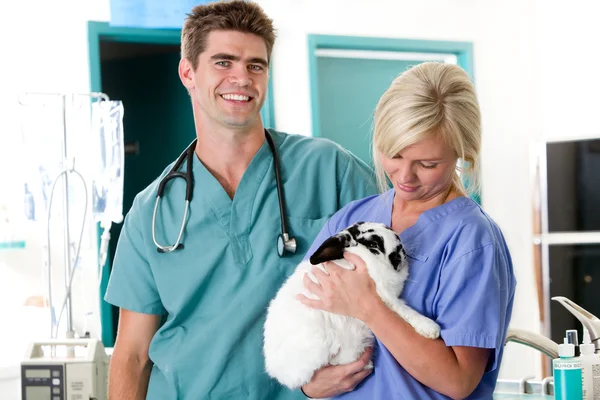 Clínica veterinaria de animales pequeños —  Fotos de Stock