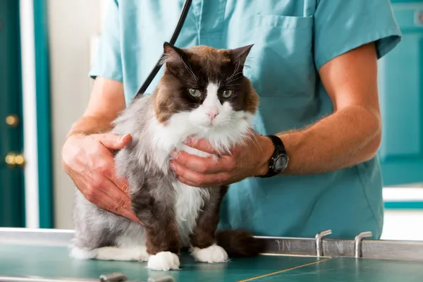 Cat Check-Up — Stock Photo, Image