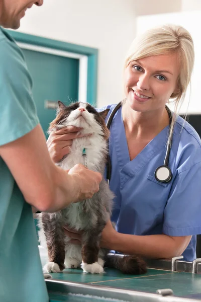 Gato a receber injeção — Fotografia de Stock
