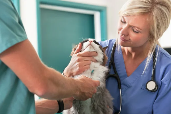 Veterinären ger injektion till en katt — Stockfoto