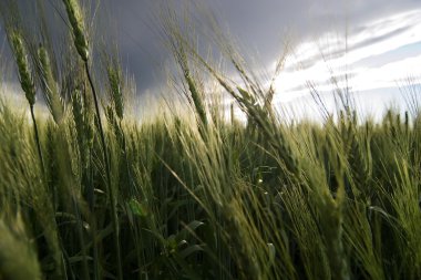 Wheat Field clipart