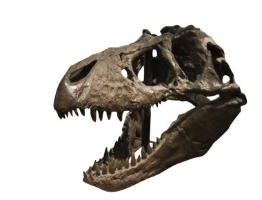 Tyrannosaurus Rex Skull clipart