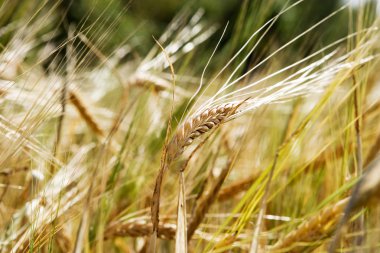 Wheat Background clipart