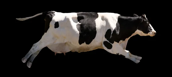 Летающая корова — стоковое фото