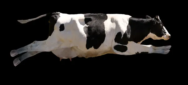 Flying Cow