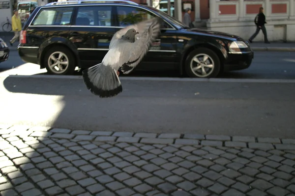 Pigeon Escape — Stock Photo, Image