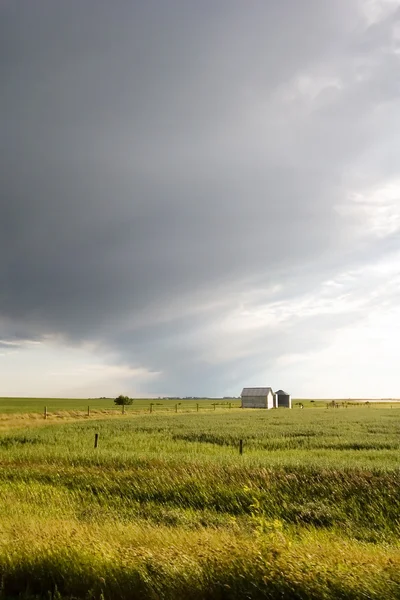 Prairie поля — стокове фото