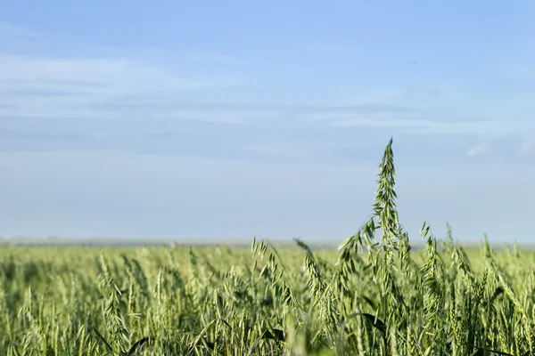 オート麦の風景 — ストック写真