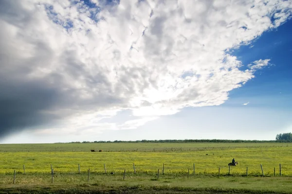 Paysage estival des Prairies — Photo