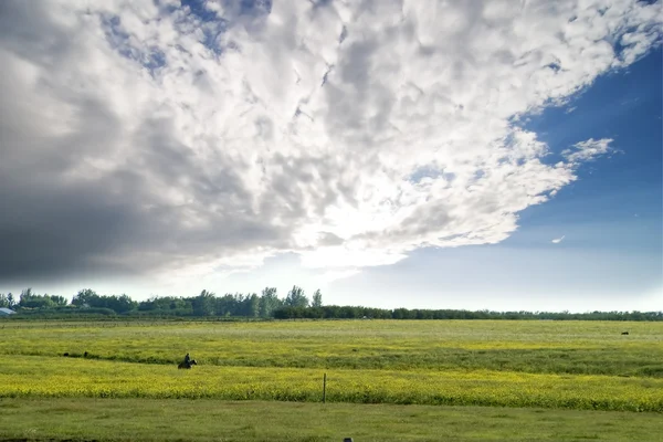 Paysage estival des Prairies — Photo