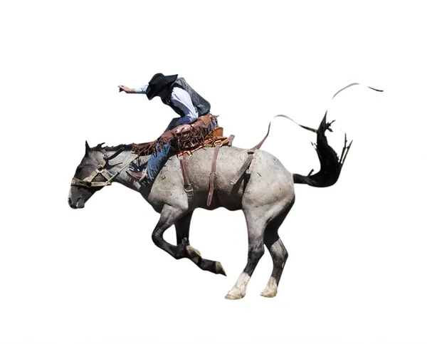 Saddle Bronc with Clipping Path — Stock Photo, Image