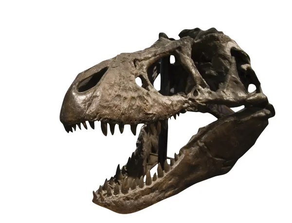 Tyrannosaurus rex κρανίο — Φωτογραφία Αρχείου