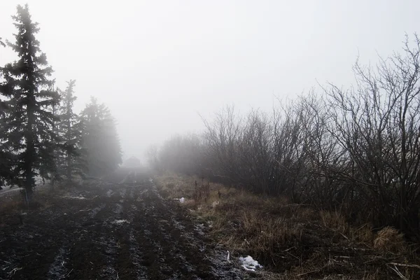霧のツリー行 — ストック写真