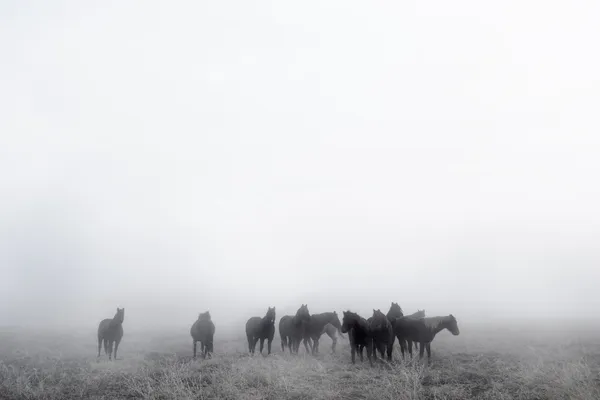 Pradaria Cavalos — Fotografia de Stock