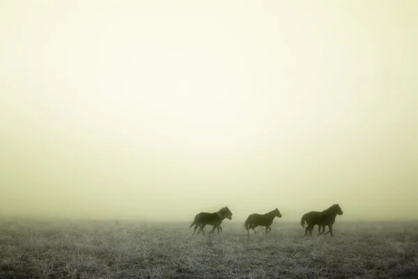 Galopperen in de Mist — Stockfoto