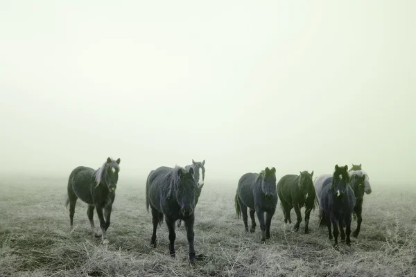 Лошади Ири — стоковое фото