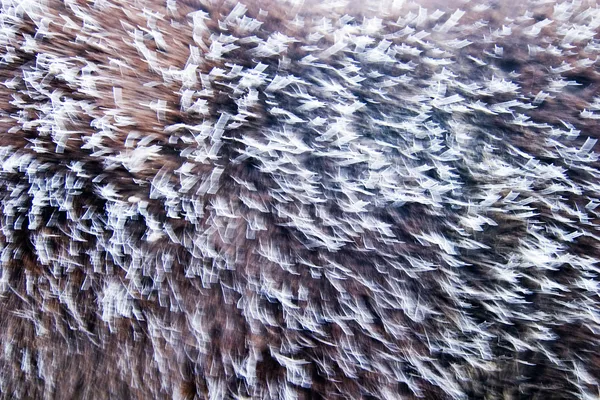 Frost Abstract — Stock Photo, Image