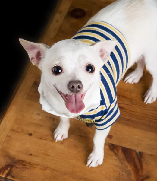 Eifriger Chihuahua — Stockfoto