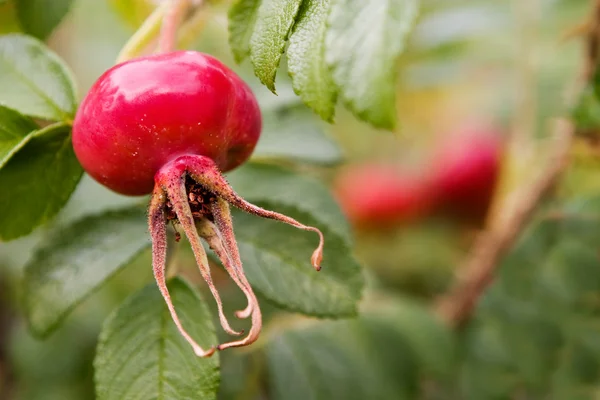 Stock image Rosehip Detail