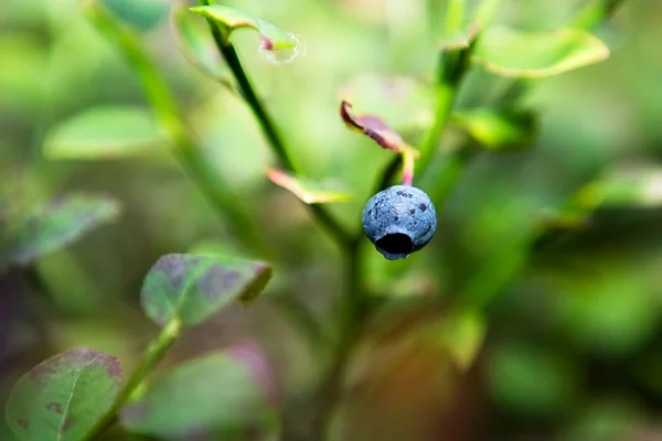 Wild blueberry részletesen — Stock Fotó