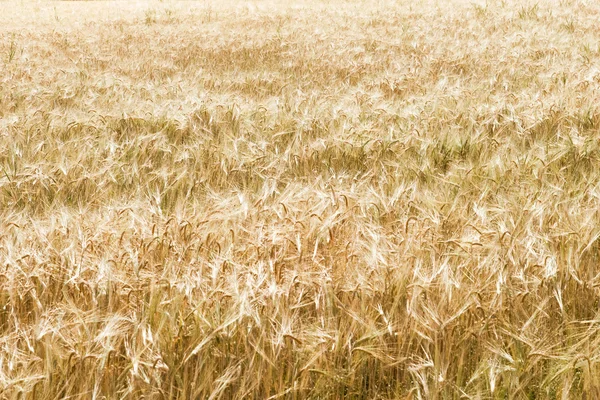 Zralé pšeničné pole — Stock fotografie