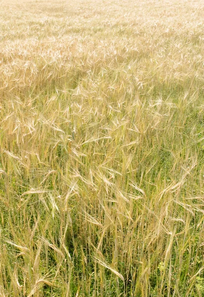 Zlaté pšeničné pole — Stock fotografie