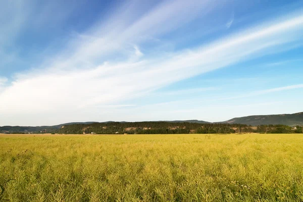 stock image Canola Field