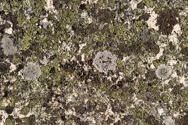 Texture du champignon rocheux — Photo