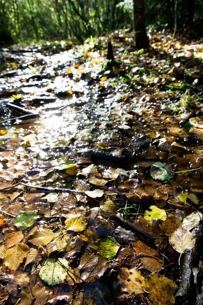 Отражение влажных листьев — стоковое фото